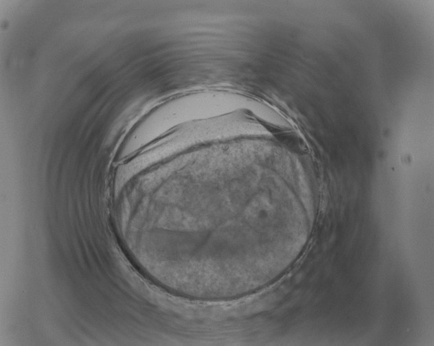 X0000068740002200605262102