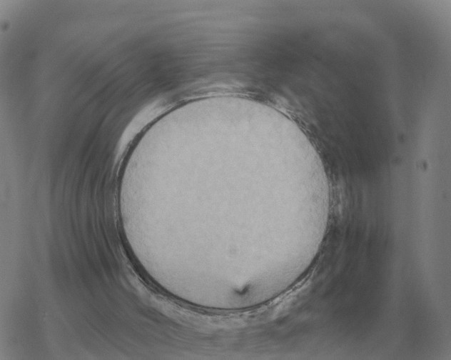 X0000068740004200605262102