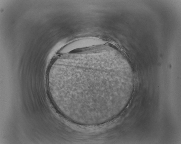 X0000068740006200605262102