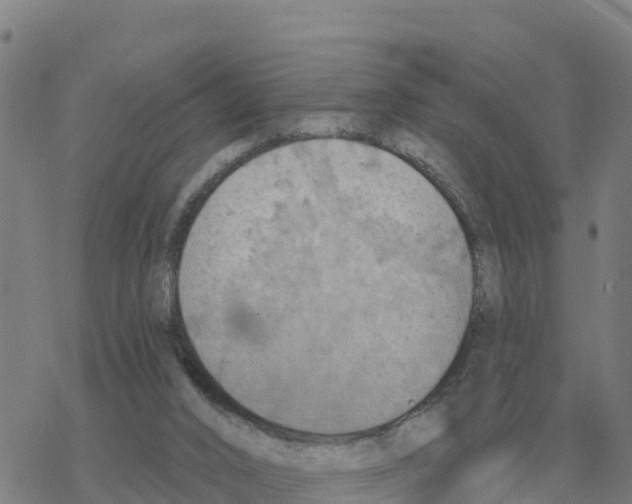 X0000068740016200605262102