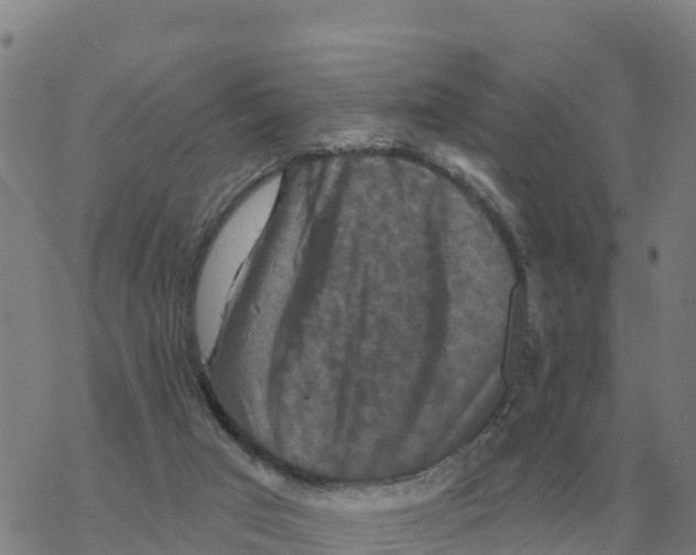 X0000068740017200605262102