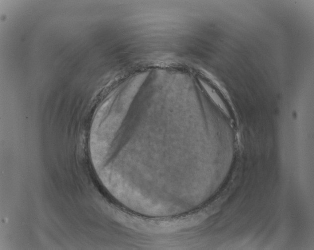 X0000068740018200605262102