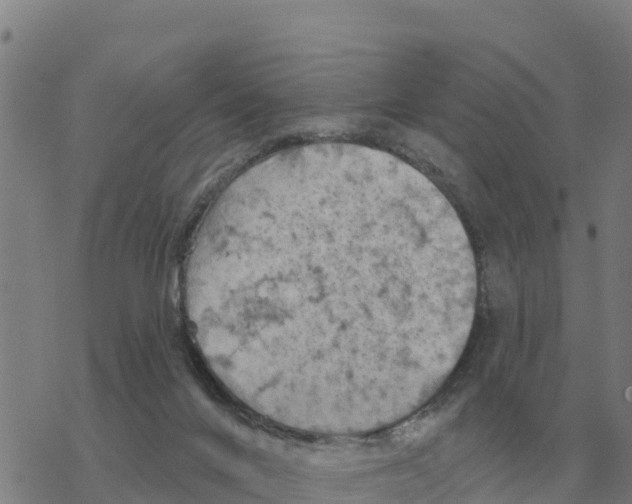 X0000068740024200605262102