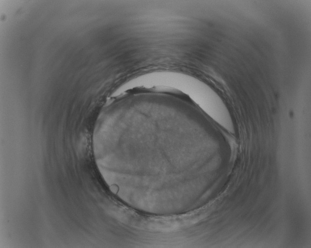 X0000068740029200605262102