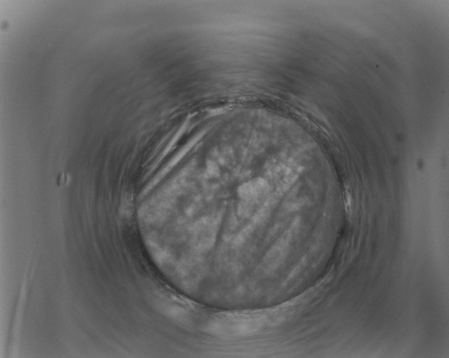 X0000068740033200605262102