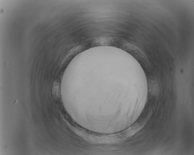 X0000068740036200605262102