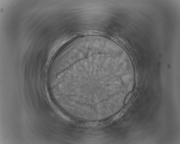 X0000068740049200605262101