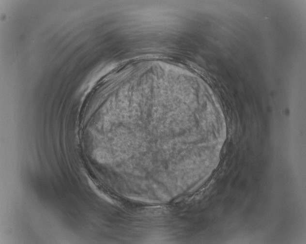 X0000068740050200605262101