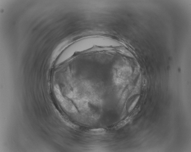 X0000068740053200605262101