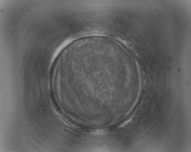 X0000068740056200605262101