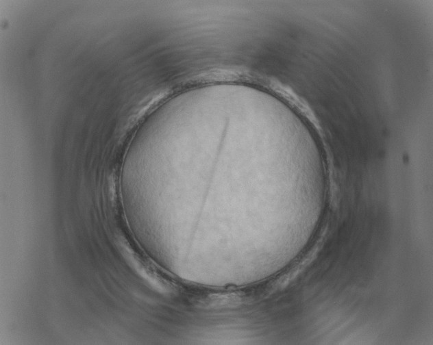 X0000068740057200605262101