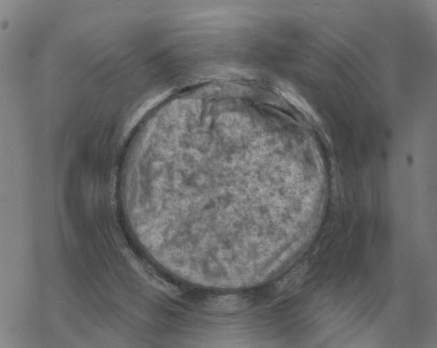 X0000068740058200605262101