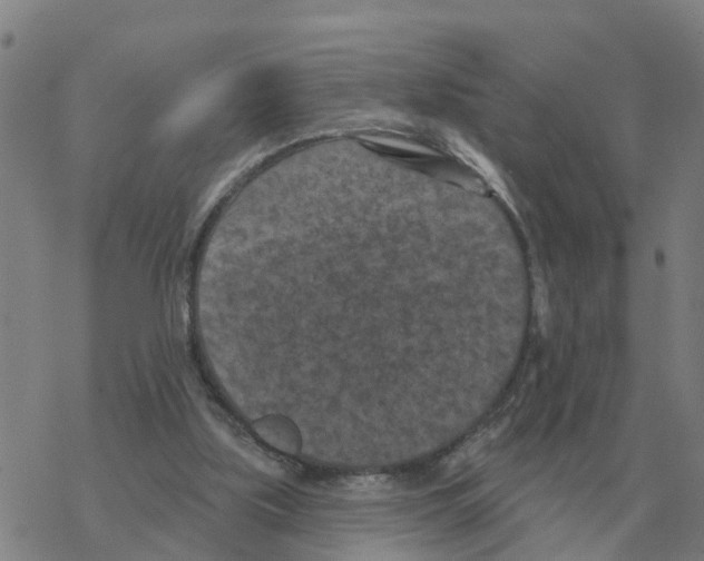 X0000068740059200605262101