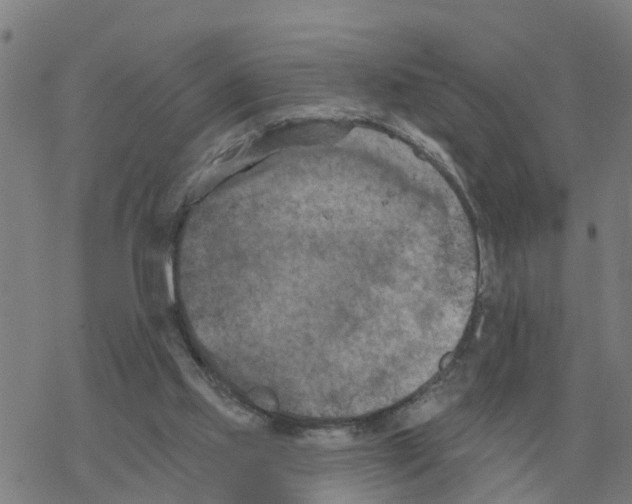 X0000068740061200605262101