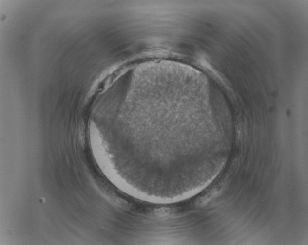 X0000068740064200605262101