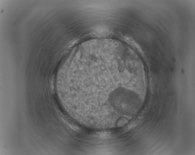 X0000068740065200605262101