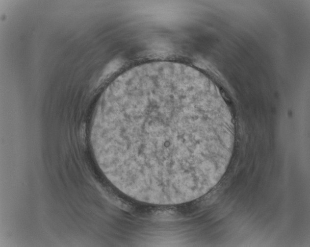 X0000068740066200605262101