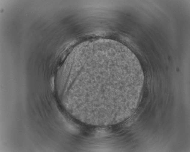 X0000068740070200605262101