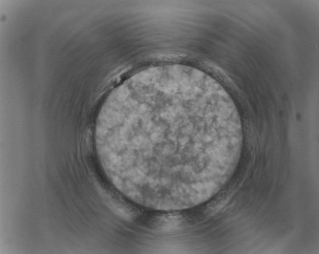 X0000068740071200605262101