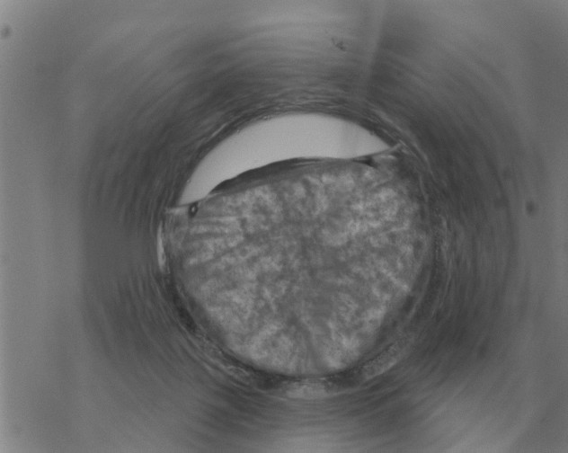 X0000068740075200605262101