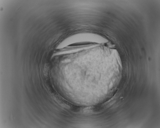 X0000068740078200605262101