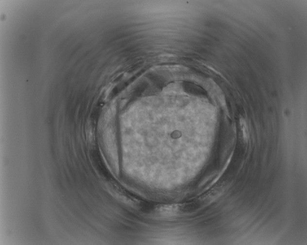 X0000068740084200605262101