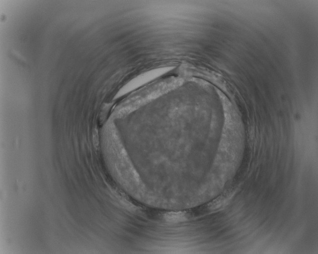 X0000068740085200605262101