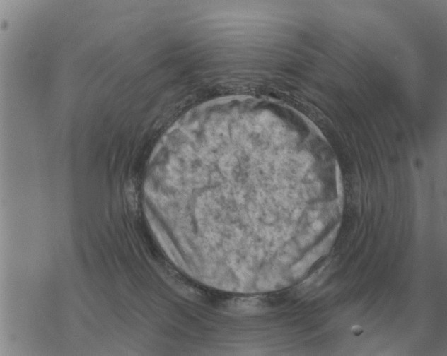 X0000068740086200605262101