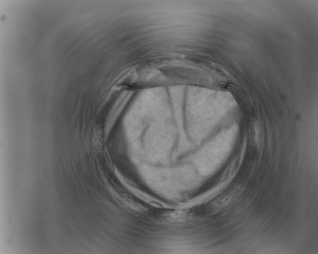 X0000068740092200605262101