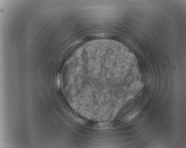 X0000068740095200605262101