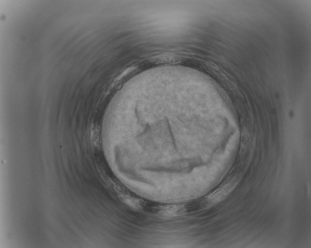 X0000068740096200605262102