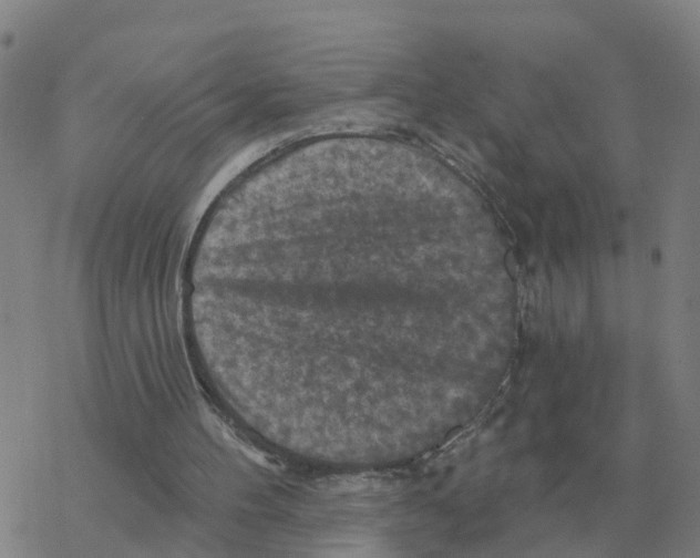 X0000068740100200605262101