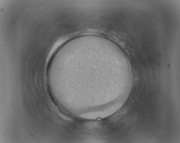 X0000068740102200605262101