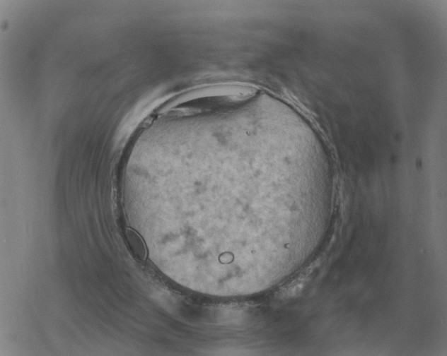 X0000068740103200605262101