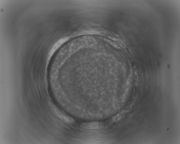 X0000068740104200605262101