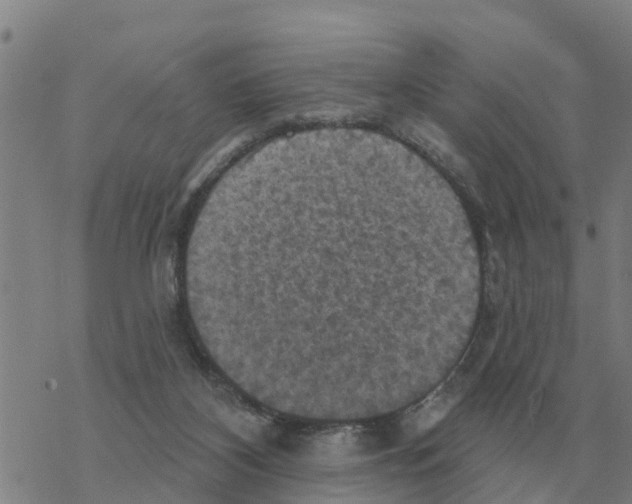 X0000068740116200605262100