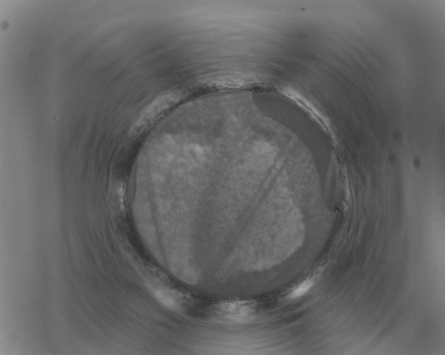 X0000068740117200605262100