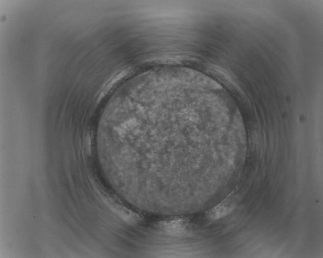 X0000068740120200605262100