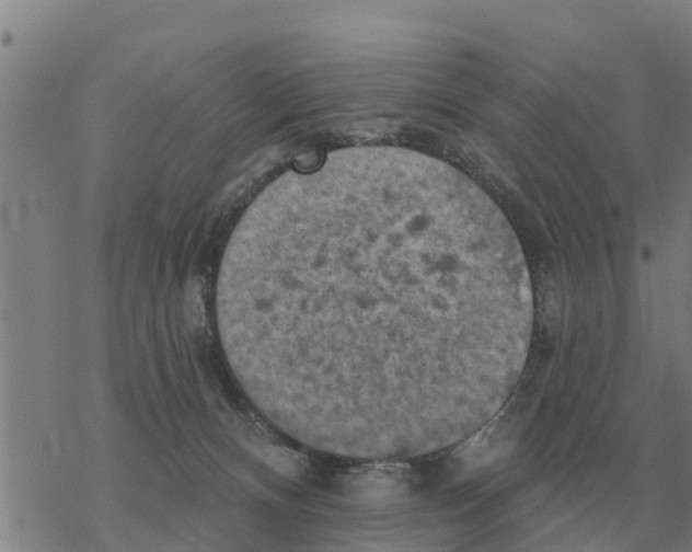 X0000068740128200605262100