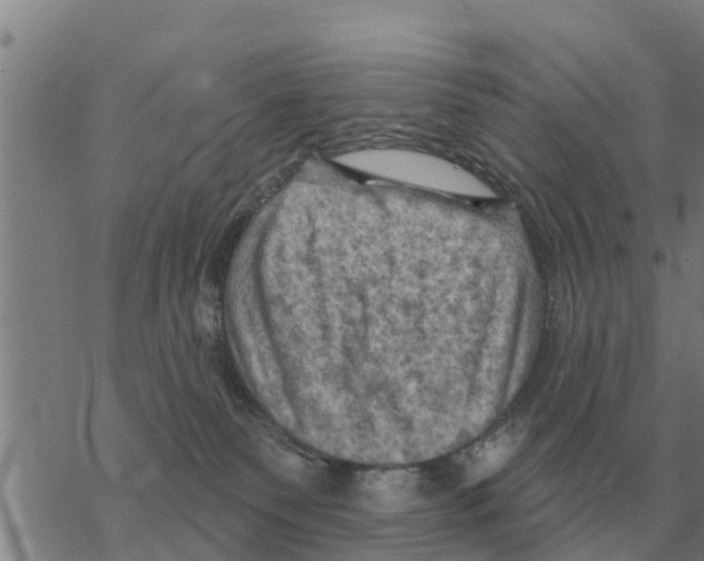 X0000068740135200605262100