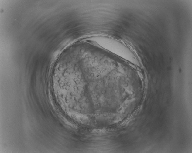 X0000068740145200605262059