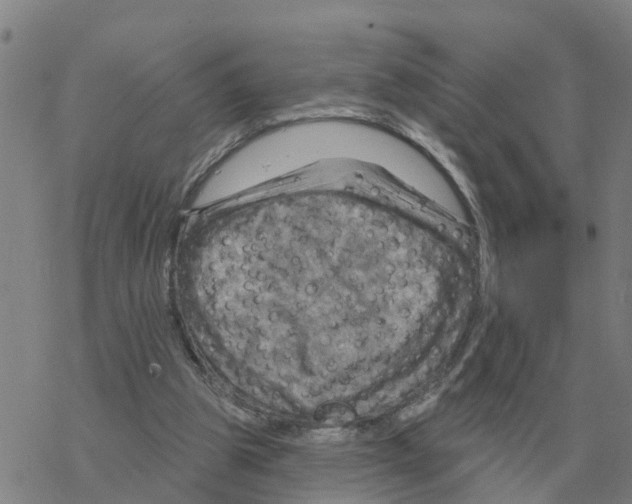 X0000068740153200605262059