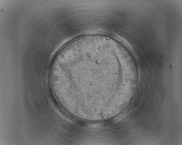 X0000068740155200605262059