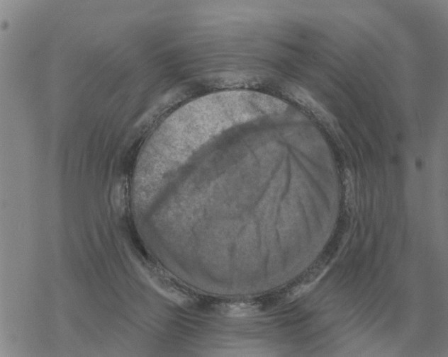 X0000068740165200605262100