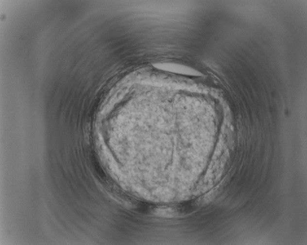 X0000068740171200605262100