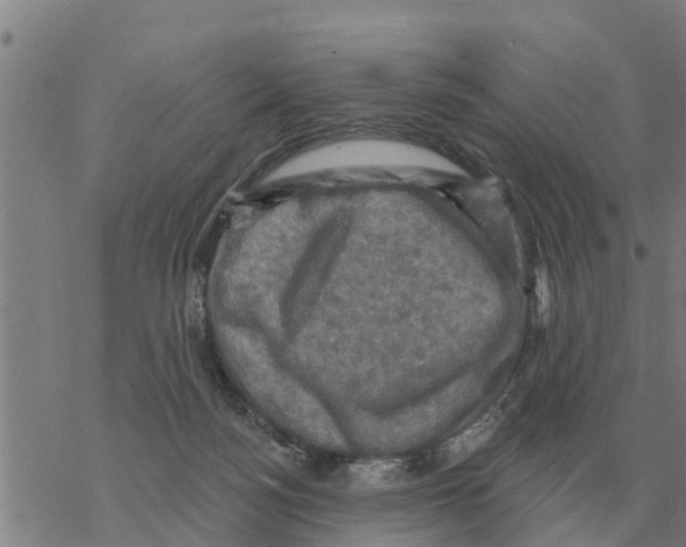 X0000068740172200605262100