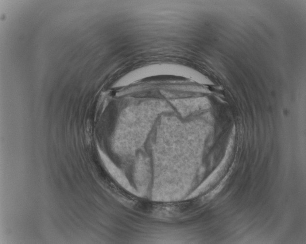 X0000068740174200605262100