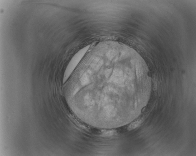 X0000068740185200605262100