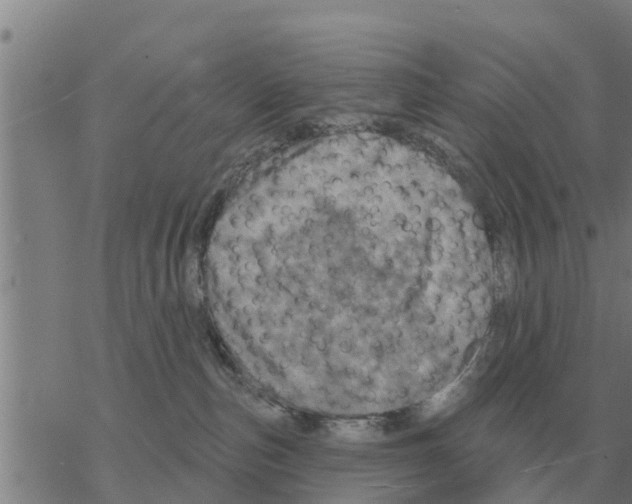 X0000068740187200605262100