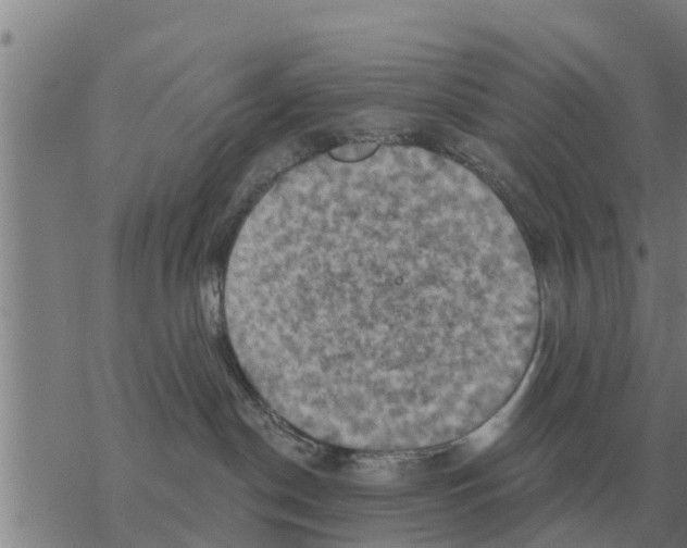 X0000068740190200605262100